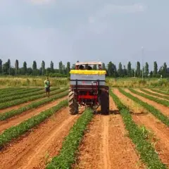 Trattore in un campo di pomodori, con un uomo che osserva. La scena suggerisce una tabella concimazione pomodoro per ottimizzare la crescita.