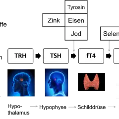 Schema zur Schilddrüsenhormonproduktion: TRH, TSH, fT4, fT3, rT3. Benötigte Nährstoffe wie Jod, Selen, Zink, Eisen, Tyrosin. Stress beeinflusst den calcitonin wert.