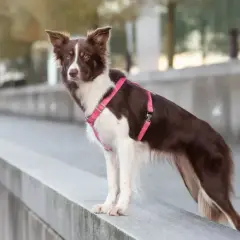 Jaką obrożę dla border collie wybrać, by zapewnić komfort i bezpieczeństwo?