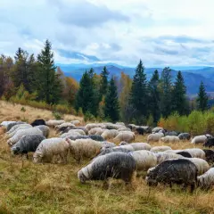 Wielki **redyk** owiec pasie się na jesiennym zboczu górskim, wśród drzew o barwnych liściach i iglastych.