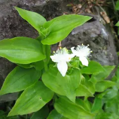 Två vita blommor med gula ståndare, som en vandrande jude, växer bland frodiga gröna blad vid en sten.
