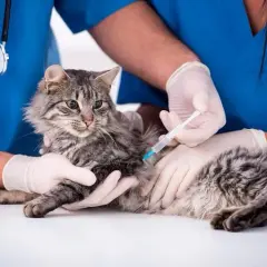 Veterinario en Yuncos: Encuentra la mejor atención para tu mascota