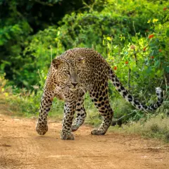 Ein Leopard schleicht auf einem erdigen Pfad im Yala Nationalpark.