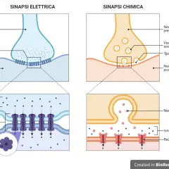 Sinapsi elettrica e chimica: il significato della trasmissione nervosa. Due neuroni comunicano tramite connessioni o neurotrasmettitori.
