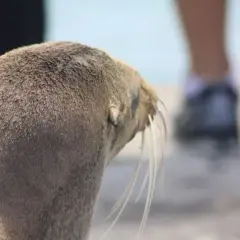 Do kogo należą wyspy Galapagos? Odkryj ich fascynującą historię