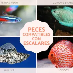 Tetras neón, guramis enanos, mollys y discos: peces compatibles con escalares para un acuario armonioso.