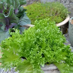 Frisk, grönbladig sallat i kruka, perfekt för att odla sallad i kruka inomhus. Bredvid syns en rödbladig kål och andra växter i krukor.