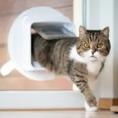 Katze nutzt frisch eingebaute Katzenklappe, um nach draußen zu gelangen.