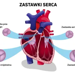 Schemat serca z zaznaczonymi zastawkami: pnia płucnego, aortalną, trójdzielną i mitralną. Zastawka mitralna ma dwa płatki.