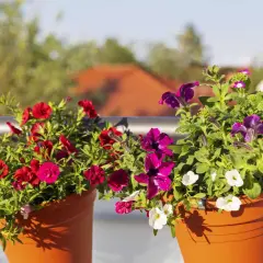 Zwei Terrakotta-Töpfe mit leuchtenden Sommerblumen, rot und lila, schmücken einen Balkon. Ein bunter Blickfang im sommerblumen garten.