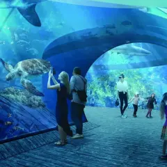 Rodzina podziwia żółwia i rekiny w tunelu podwodnym. Niezapomniane atrakcje w Oceanarium Gdańsk!
