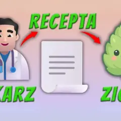 Gdzie po medyczną marihuanę? Poradnik krok po kroku w Polsce