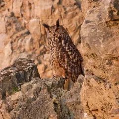 Ein Uhu sitzt auf Felsen in seinem natürlichen Lebensraum. Sein geflecktes Gefieder und die orangefarbenen Augen sind gut zu erkennen.