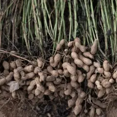 Raccolto di arachidi appena estratte dal terreno, con le radici e i fusti ancora attaccati. Ecco dove crescono le arachidi, un tesoro sotterraneo.