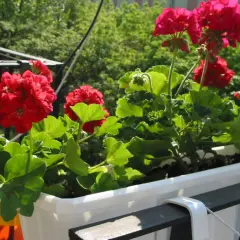 Czerwone pelargonie w skrzynce na balkonie. Idealny czas, kiedy sadzić pelargonie, to wiosna, gdy minie ryzyko przymrozków.