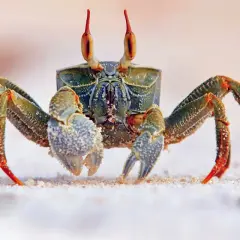 Un cangrejo con pinzas blancas y patas anaranjadas camina por la arena. Parece que está a punto de soñar con cangrejos.