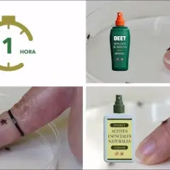 Con que fumigar garrapatas: métodos efectivos y productos seguros
