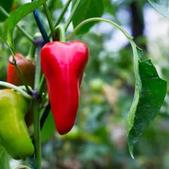 Reife rote und grüne Paprika hängen an einem Strauch. Der ideale paprika standort ist sonnig und warm.