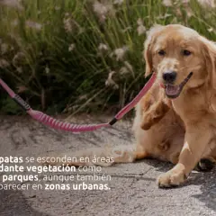 Perro dorado rascándose, alerta a las garrapatas en la hierba.