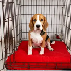 Uroczy beagle siedzi na czerwonym posłaniu w swojej klatce.