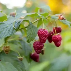Cómo cuidar el arbusto de frambuesas para obtener frutos abundantes