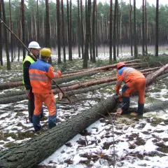 Kto wycina drzewa w lesie? Poznaj odpowiedzialne osoby i praktyki