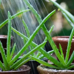 Cada cuanto se riega el aloe vera para mantenerlo saludable