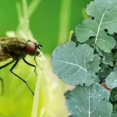 Skuteczne zwalczanie szkodników w rzepaku: metody i porady