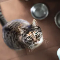 A tabby cat with green eyes looks up, perhaps wondering about recent cat food recalls and if its meal is safe.