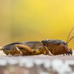 Turkuc podjadek, jak się pozbyć? Ten owad niszczy korzenie roślin.