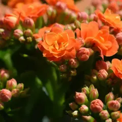 Pomarańczowe kwiaty kalanchoe, niektóre w pełni rozkwitłe, inne w pąkach, tworzą bujne skupisko.