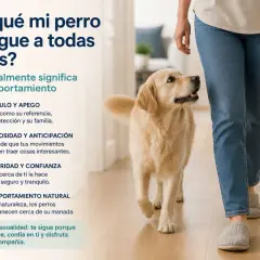 Un perro golden retriever sigue a su dueño, explicando por qué mi perro me sigue a todas partes: por vínculo, curiosidad, seguridad y comportamiento natural.