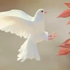 Weiße Taube fliegt auf, ein Pfingsten Symbol, vor herbstlich gefärbten Blättern.