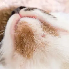 Primer plano del mentón de un gato con signos de acné felino, mostrando pequeños puntos rojos y negros entre su pelaje.