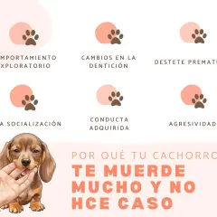 Un cachorro muerde mucho y no hace caso. El gráfico muestra las razones: comportamiento exploratorio, dentición, destete, mala socialización, conducta adquirida y agresividad.
