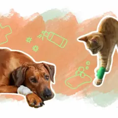 Un chien et un chat blessés, avec des icônes de soins vétérinaires. Savoir avec quoi désinfecter plaie chat est essentiel pour leur guérison.