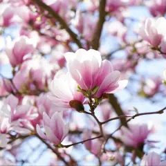Delikatne, różowe kwiaty magnolii na tle błękitnego nieba. Czego nie lubi magnolia? Zbyt ostrego słońca, które może przypalić jej płatki.