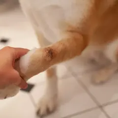 Une main tient la patte d'un chien, révélant une lésion cutanée suspecte de pyodermite sur son avant-bras.
