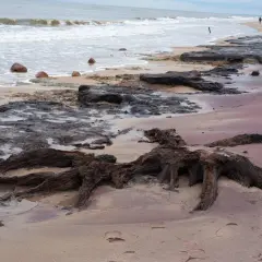 Korzenie drzewa na plaży, gdzie morze spotyka las. Fale obmywają kamienie, a piasek jest usiany śladami.