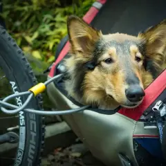 Un chien attend patiemment dans une remorque animaux, prêt pour une aventure à vélo.