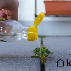 Domowy oprysk na chwasty wylewany z butelki na rośliny rosnące w szczelinie chodnika.