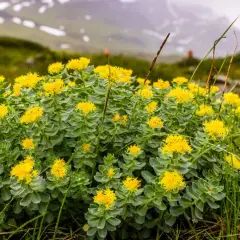Rodiola in fiore su un prato alpino, perfetta per uno stomaco pieno o vuoto, con montagne nebbiose sullo sfondo.