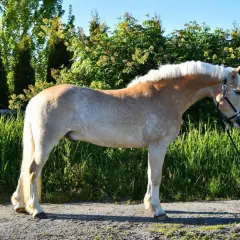 Haflinger o pięknym, kasztanowym umaszczeniu i jasnej grzywie, prezentuje swój imponujący wzrost na tle zieleni.