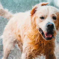 Czy Golden Retriever śmierdzi? Prawda o zapachu i jak mu zapobiec