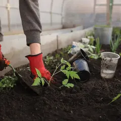 Hand i röd handske planterar tomatplanta i mullrik jord i växthus.
