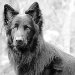 Czarny blue bay shepherd o przenikliwym spojrzeniu, z uszami postawionymi na sztorc, wygląda zza rozmytego tła.