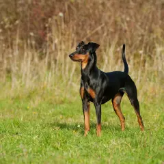 Ein eleganter Pinscher hund steht auf einer grünen Wiese, sein glänzendes Fell hebt sich vom Hintergrund aus trockenem Gras ab.