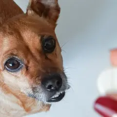 Mały piesek patrzy na tabletkę. Czy to ibuprofen dla psa?