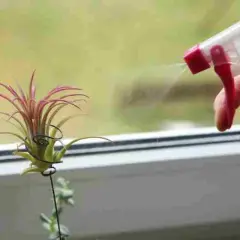 Rociando agua sobre un clavel de aire, una planta que vive del aire y la humedad, para mantenerla hidratada.