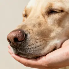 Primer plano de un perro con nariz seca, sostenida por una mano.